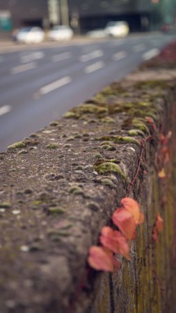 Photo for A vertical closeup of green moss covering a pavement - Royalty Free Image
