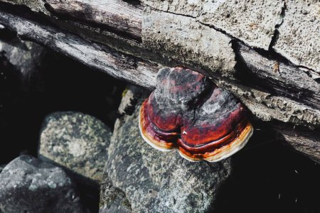 Foto de Un hongo Red-Belted Conk que aparece en el lado de una piedra gris - Imagen libre de derechos