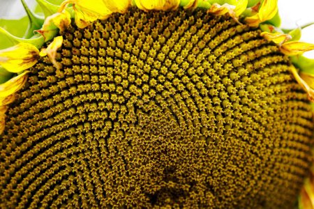 Foto de Un primer plano de las semillas de girasol amarillo - Imagen libre de derechos