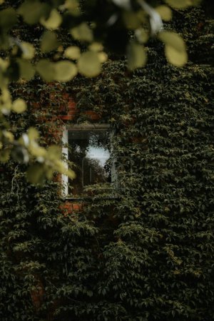 Photo for A vertical shot of a window on a wall covered in dense green leaves - Royalty Free Image