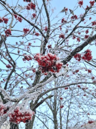 Foto de Una vista de ángulo bajo de hermosas bayas de serbal congeladas en las ramas de un árbol - Imagen libre de derechos