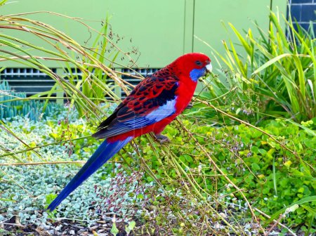 A close-up shot of a Crimson rosella standing on branches