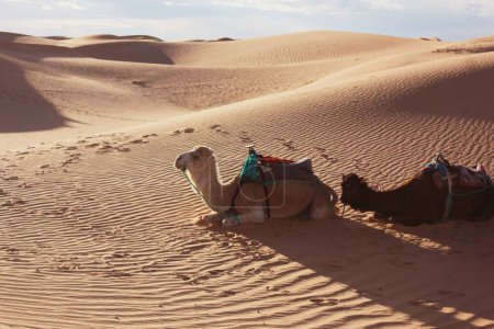 Foto de Dos camellos descansando en Erg Chebbi, Marruecos. - Imagen libre de derechos
