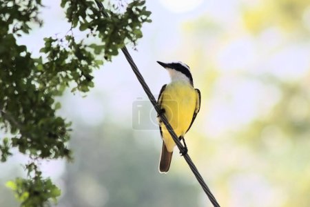 Téléchargez les photos : Un grand oiseau kiskadee perché sur un fil métallique dans le jardin avec un fond flou lumineux - en image libre de droit