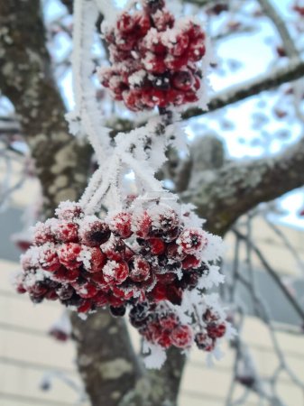 Foto de Un primer plano vertical de fascinante rowanberry congelado en las ramas - Imagen libre de derechos