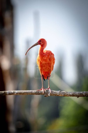 Photo for A scarlet ibis perching on wood - Royalty Free Image