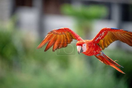 Téléchargez les photos : Un aras écarlate rouge dans le vol - en image libre de droit