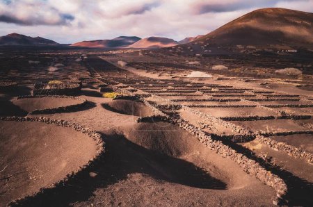 Foto de Los típicos viñedos excavados en hoyos en la tierra en la isla de Lanzarote, La Geria. - Imagen libre de derechos