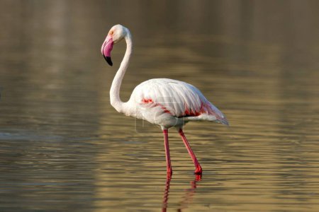 Photo for The greater flamingo (Phoenicopterus roseus) walking through the water - Royalty Free Image