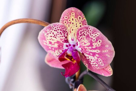 Foto de Un primer plano de una flor de la orquídea de la polilla en detalle - Imagen libre de derechos