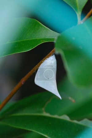Foto de Un primer plano de Siphanta acuta blanco encaramado en el tallo de la planta contra el fondo borroso - Imagen libre de derechos