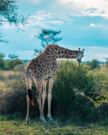 Téléchargez les photos : Une girafe debout dans le champ de verdure - en image libre de droit