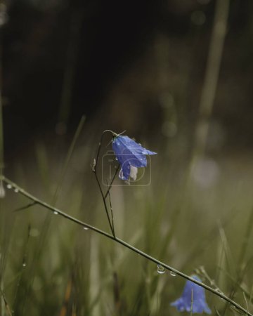 Photo for A vertical closeup of Campanula rotundifolia, Scottish bluebell with water drops. - Royalty Free Image