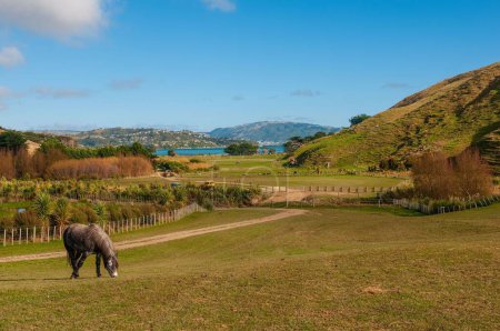 Foto de Un caballo pastando en un campo con un lago en el fondo en Nueva Zelanda, Porirua City cerca de Wellington - Imagen libre de derechos