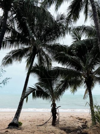 Téléchargez les photos : Vue verticale de la plage de Palm Cove, dans le nord du Queensland, en Australie - en image libre de droit