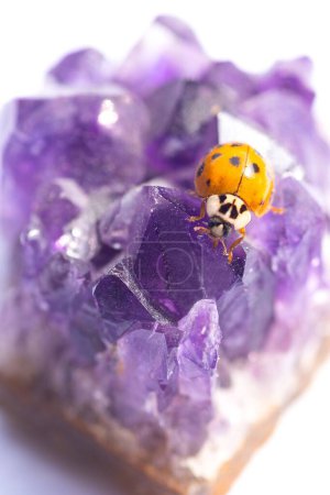 Photo for A vertical macro shot of a ladybug standing on a purple amethyst on an isolated background - Royalty Free Image