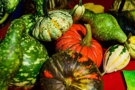 Photo for The decorative autumn pumpkins for Halloween - Royalty Free Image