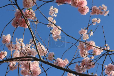 Téléchargez les photos : Fleurs de cerisier fleurissant contre un ciel bleu à Roosevelt Island, New York. - en image libre de droit