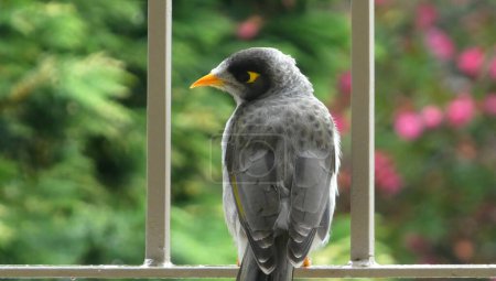 Téléchargez les photos : Gros plan d'un oiseau mineur bruyant perché entre des barres métalliques sur fond de feuille verte - en image libre de droit