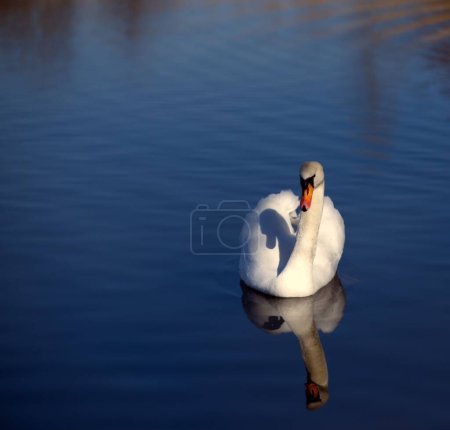 Photo for An elegant white swan swimming in a lake - Royalty Free Image