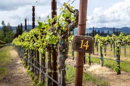 Foto de Viñas de uva en Napa Valley, una región vinícola importante en California cerca de San Francisco. - Imagen libre de derechos
