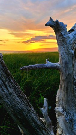 Téléchargez les photos : Une verticale d'un tronc de pin à cône de soie au coucher du soleil, herbe autour - en image libre de droit