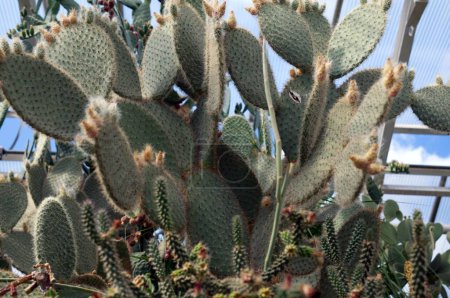 Foto de Los cactus en El jardín botánico de Halle an der Saale, Sajonia-Anhalt, Alemania - Imagen libre de derechos