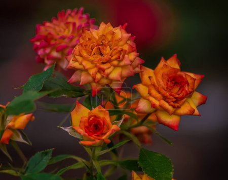 Téléchargez les photos : Un beau gros plan de roses dans le jardin - en image libre de droit