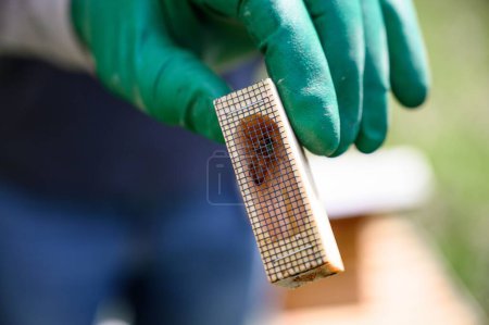 Téléchargez les photos : Plan rapproché d'un apiculteur avec des gants verts tenant les abeilles de la ruche - en image libre de droit