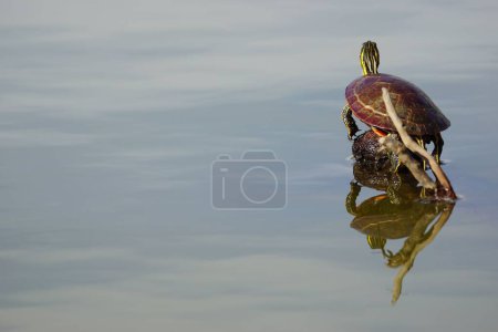 Téléchargez les photos : Une tortue peinte (Chrysemys picta) assise sur un rocher avec le reflet sur le sable - en image libre de droit