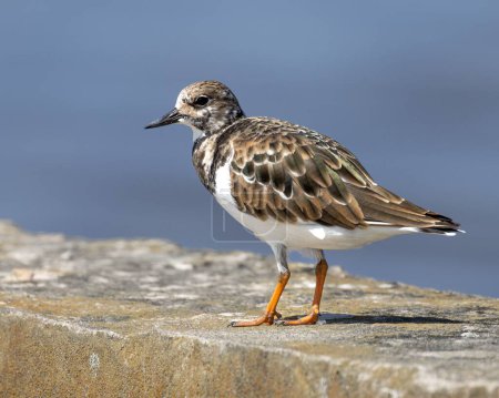 The close-up profile shot of a Ruddy turnstone perching on a fence by the water