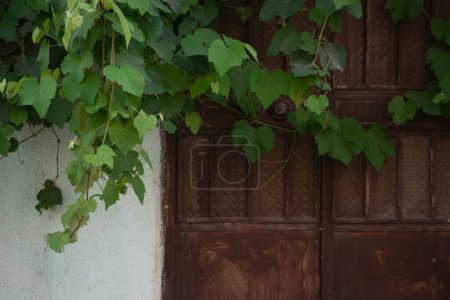 Photo for A green vine plant covering the brown metallic rusty doors during the daytime - Royalty Free Image