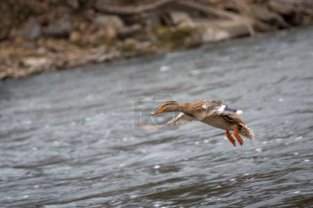 Photo for A closeup of a female mallard, Anas platyrhynchos landing on the water. - Royalty Free Image