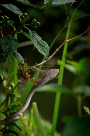 Photo for An Asian vine snake or Ahaetulla prasina at Bokor National Park in Kampot, Cambodia - Royalty Free Image