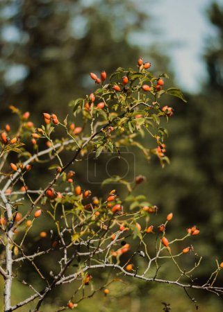 Photo for A selective focus shot of ripe rose hips in vertical - Royalty Free Image