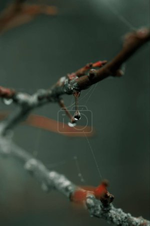 Téléchargez les photos : Plan vertical d'une branche avec des gouttelettes d'eau - en image libre de droit