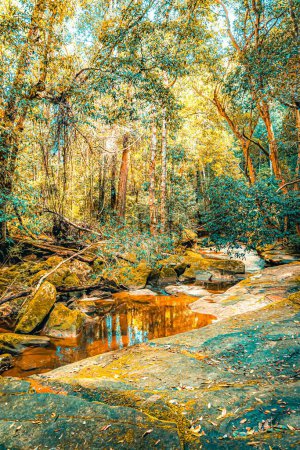 Photo for A creek in Somersby Falls picnic area on a sunny day in New South Wales, Australia. Vertical shot - Royalty Free Image