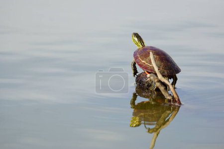 Foto de Una tortuga pintada sobre una pequeña roca en el mar. - Imagen libre de derechos
