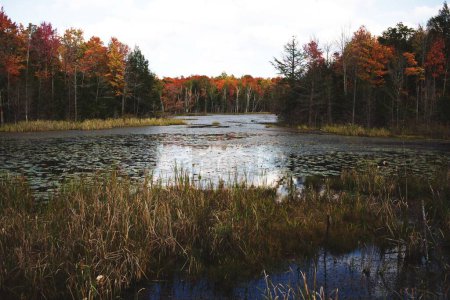 Photo for A mesmerizing shot of a wetland and weeds grown at the shore and surrounded by autumn trees in Ontario Canada - Royalty Free Image