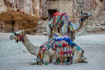 Foto de Dos camellos de pie contra viejas ruinas en Petra, Jordania - Imagen libre de derechos