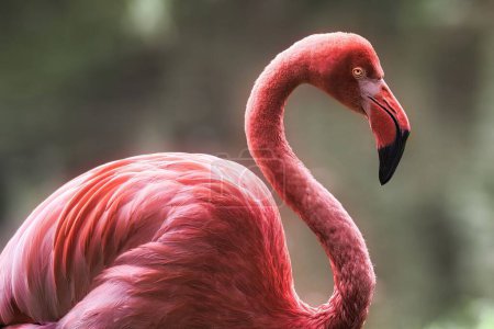 Eine Nahaufnahme eines Großen Flamingos in einem Profil