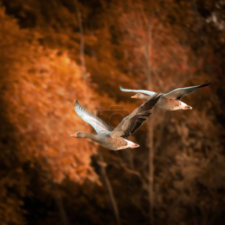 Téléchargez les photos : Plan rapproché de deux oies volant avec leurs ailes grandes ouvertes - en image libre de droit
