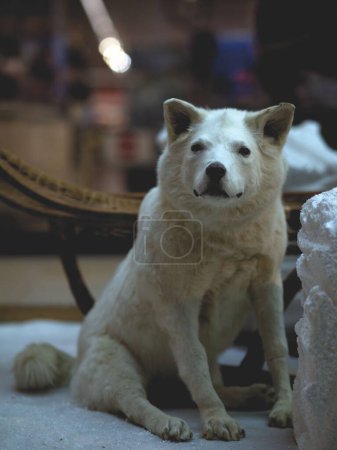 Foto de A closeup shot of a white stuffed dog figurine - Imagen libre de derechos