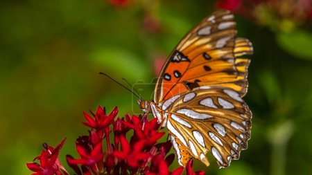The macro profile shot of a Gulf fritillary on the red petals of a plant