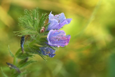 Téléchargez les photos : Une fleur d'Echium vulgare fleurie en arrière-plan flou - en image libre de droit
