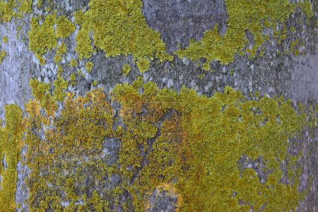 Foto de Una superficie de corteza de árbol musgoso en primer plano - Imagen libre de derechos