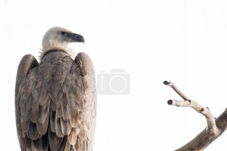 Téléchargez les photos : Le vautour fauve d'Eurasie (Gyps fulvus) perché sur la branche - en image libre de droit