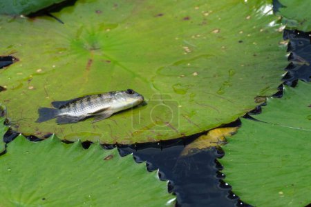Téléchargez les photos : Un gros plan de poissons sur le tapis de nénuphars dans l'étang sous la lumière du soleil - en image libre de droit