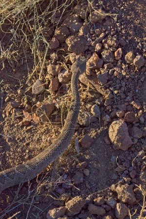 Photo for A vertical closeup of a western diamondback rattlesnake ready to strike its prey - Royalty Free Image