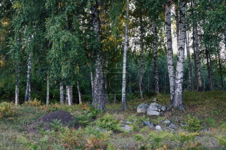 Téléchargez les photos : Un paysage forestier dense avec de l'herbe verte et de grands arbres - en image libre de droit